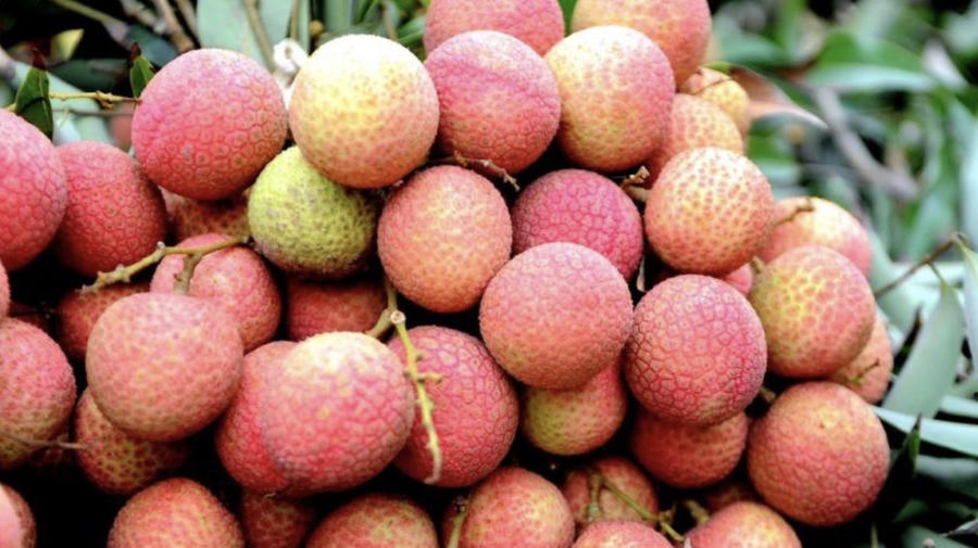 Vải u trứng cao cấp có thời điểm đạt 200.000 – 300.000 đồng/kg. Ảnh InT