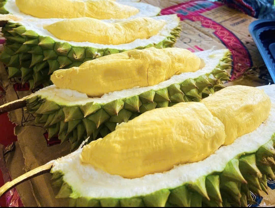 Sầu riêng Đắk Lắk có vị thơm ngoan bước vào vụ thu hoạch, tiếp tục khẳng định vị thế là ngành hàng nông sản chủ lực của địa phương.