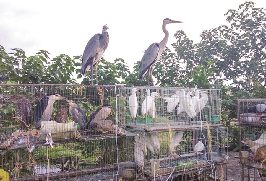 Khánh Hòa siết chặt quản lý, xử lý nghiêm các hành vi vi phạm về bảo vệ động vật hoang dã. Ảnh minh họa/nguồn InT
