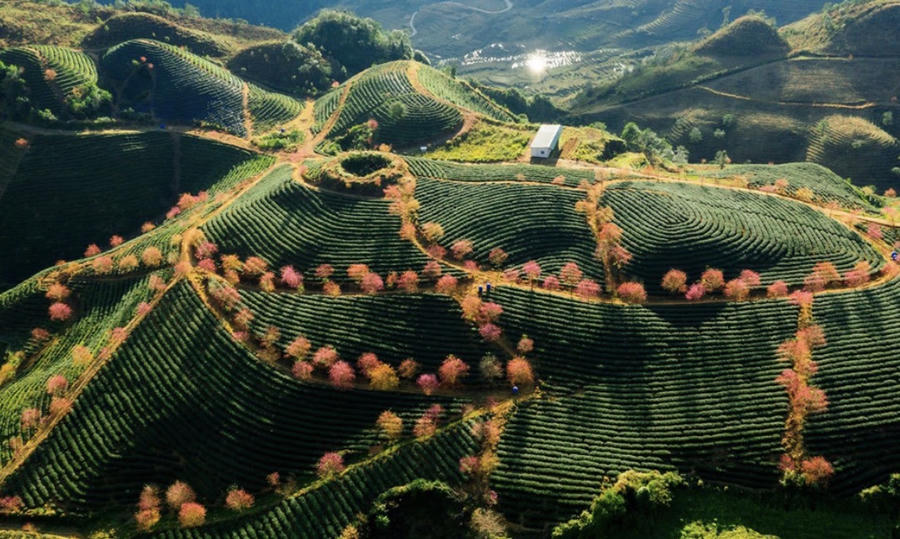 Đồi chè ở Sa Pa (Lào Cai). Ảnh InT