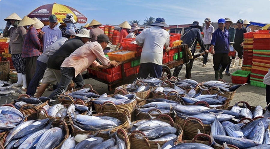 Thông tư mới bổ sung nhiều điểm quan trọng nhằm minh bạch hóa nguồn gốc thủy sản xuất khẩu. Ảnh minh họa/nguồn InT