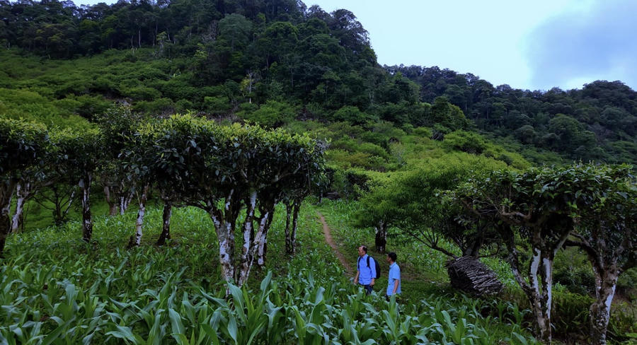 Rừng chè cổ thụ ở Pà Cò. Ảnh Vietnam Travel