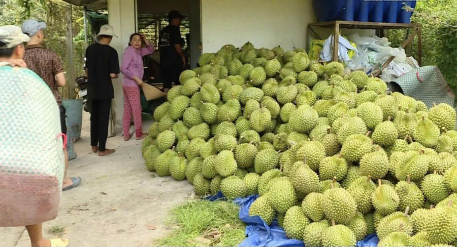 Một điểm thu mua sầu riêng trên địa bàn tỉnh Đắk Lắk. Ảnh: T.H