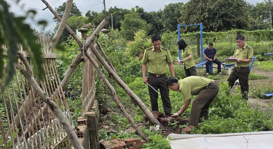 Những cây xanh bị chặt hạ được đo đạc đường kính gốc, điểm đầu cuối thân gỗ tại hiện trường để xác định các cây gỗ có phù hợp.