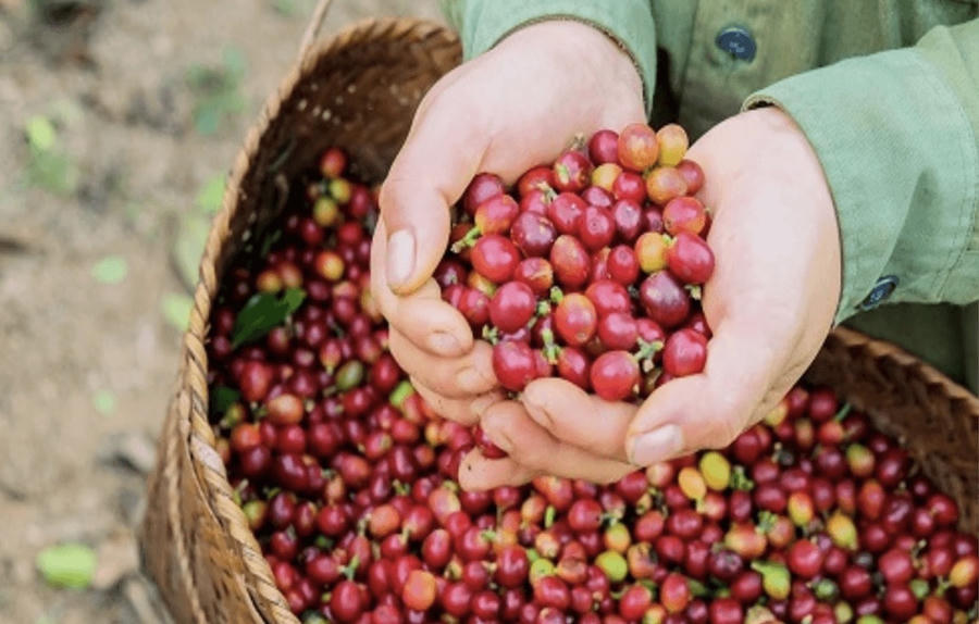 Cà phê Khe Sanh Quảng Trị. Ảnh InT