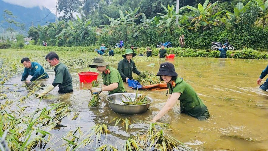 Cán bộ, chiến sĩ Công an xã Bạch Ngọc dầm mình trong nước, khẩn trương giúp người dân thu hoạch lúa chạy lũ.
