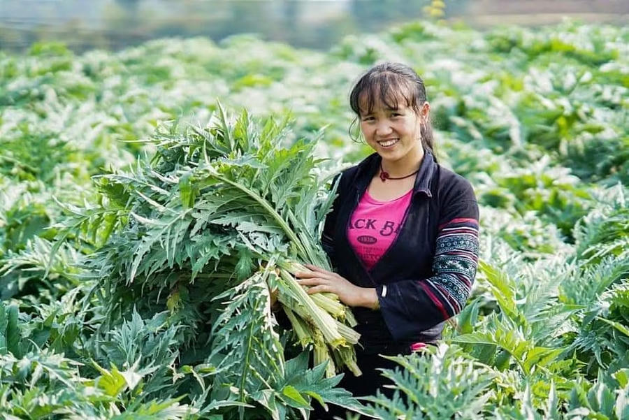 Nông dân Sa Pa đang có thu nhập ổn định từ trồng cây actiso. (Ảnh minh họa). Nguồn: Báo Lào Cai.