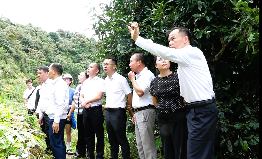 Đoàn đại biểu huyện Malypho, tỉnh Vân Nam (Trung Quốc) khảo sát vùng chè Shan Tuyết cổ thụ tại xã Tùng Vài. Ảnh: Hoàng Chính.