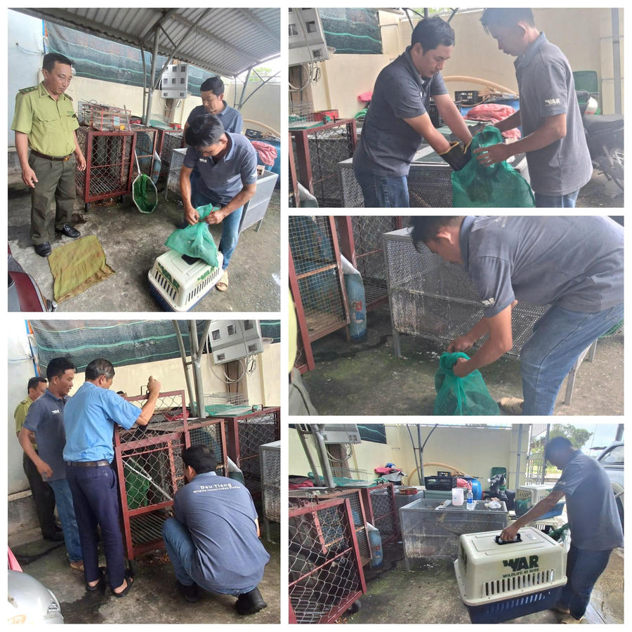 Lực lượng kiểm lâm thực hiện các thủ tục cần thiết để chuyển giao đến Trạm bảo tồn động vật hoang dã Dầu Tiếng.