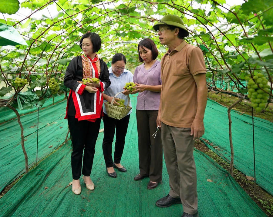 Ông Hoàng Phúc Hiếu (ngoài cùng bên phải) giới thiệu những chùm nho được trồng trên đất Lục Hồn. Ông Hoàng Phúc Hiếu (ngoài cùng bên phải) giới thiệu những chùm nho được trồng trên đất Lục Hồn.