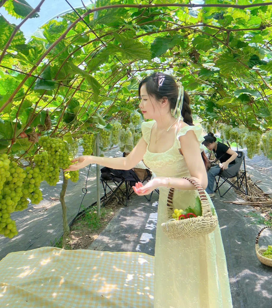 Du khách trải nghiệm hái nho tại vườn, tạo thêm sức hút cho mô hình nông nghiệp gắn với du lịch ở Lục Hồn.