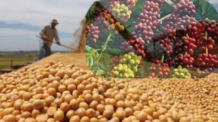 Cà phê và đậu tương đóng vai trò dẫn dắt đà giảm của toàn thị trường sau khi những thông tin tích cực về mùa vụ được công bố.