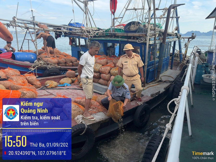 Lực lượng chức năng thả nhuyễn thể về môi trường biển.