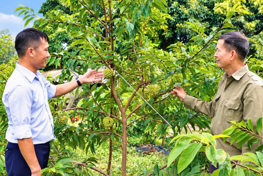 Mô hình trồng na VietGAP tại xã Đầm Hà bước đầu mang lại hiệu quả kinh tế cao.