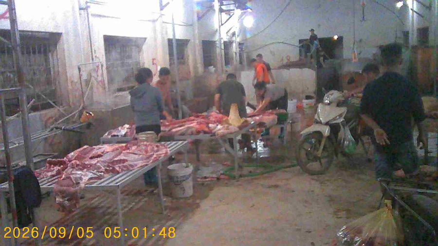 Bị thu hồi đất đã thuê trước đó và không được cấp giấy phép kinh doanh nhưng lò mổ AH vẫn diễn ra hoạt động giết mổ lợn tập trung.