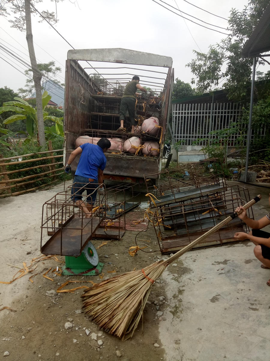 Lò mổ của bà Nguyễn Thị Kim T. ở ngõ 11A, tổ 19, phường Hà Giang 2 được cấp phép hoạt động nhưng bị nhiều hộ dân phản ánh ô nhiễm cả tiếng ồn và mùi hôi.
