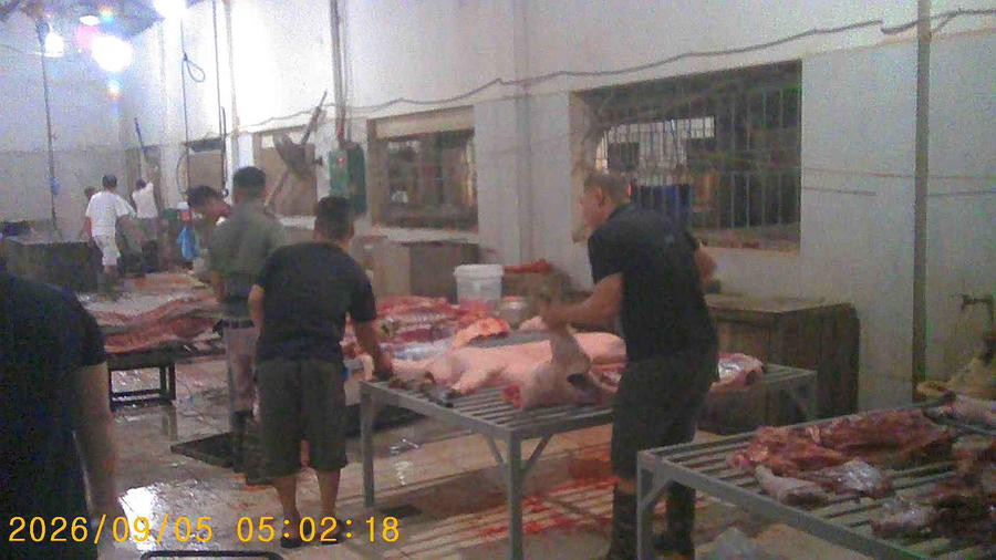 Bị thu hồi đất đã thuê trước đó và không được cấp giấy phép kinh doanh nhưng lò mổ AH vẫn diễn ra hoạt động giết mổ lợn tập trung.