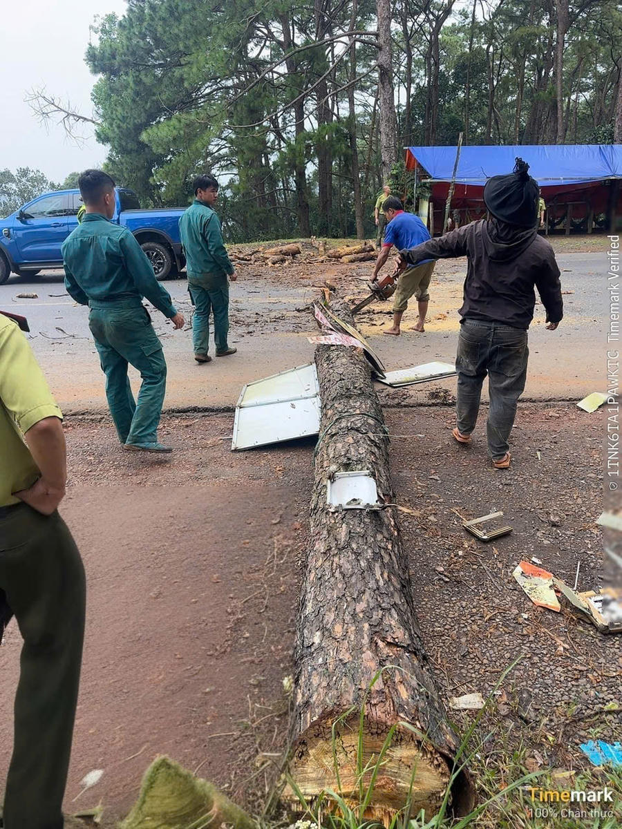 Lực lượng xử lý cây thông khô mục dọc theo Quốc lộ 14 để bảo đảm an toàn trong mùa mưa bão. Ảnh: Nhi Nhi