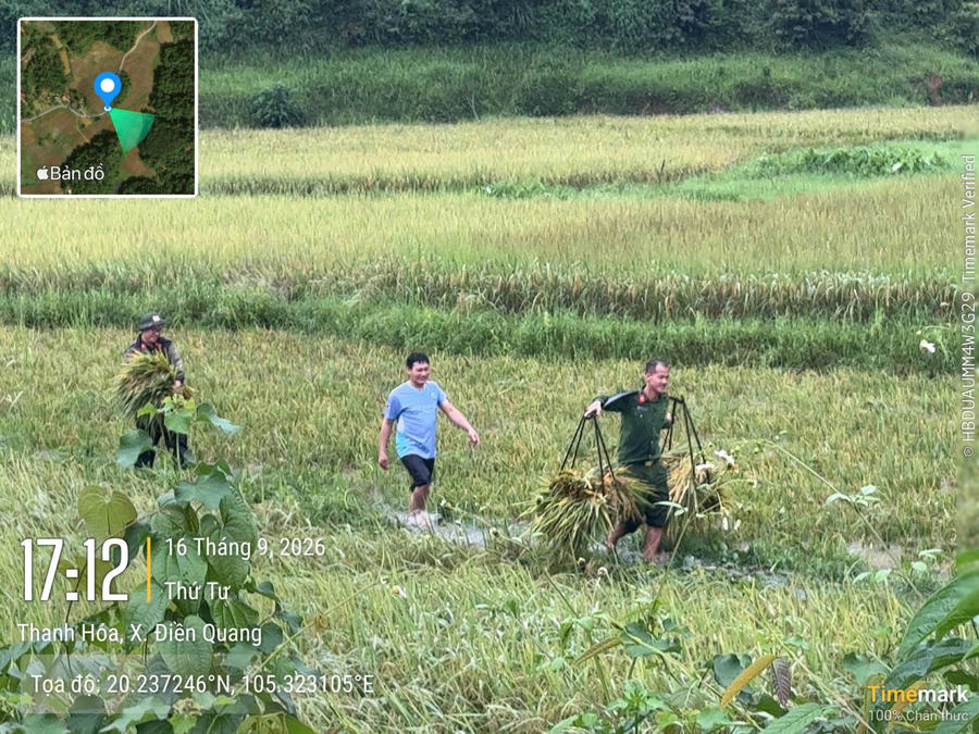 Cán bộ, chiến sĩ Công an xã Điền Quang xuống đồng hỗ trợ người dân thu hoạch lúa trước diễn biến phức tạp của mưa lớn.
