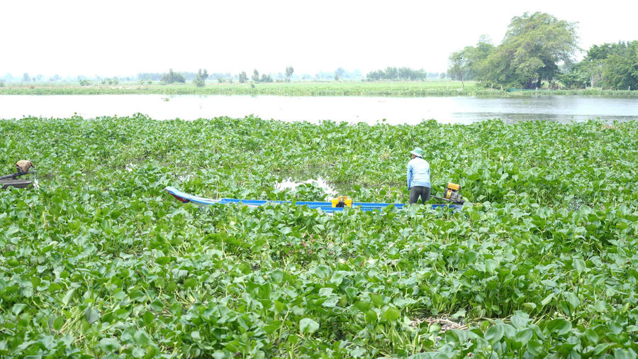 Tây Ninh hướng đến tận dụng lục bình theo mô hình kinh tế tuần hoàn (ảnh: Việt Khoa)