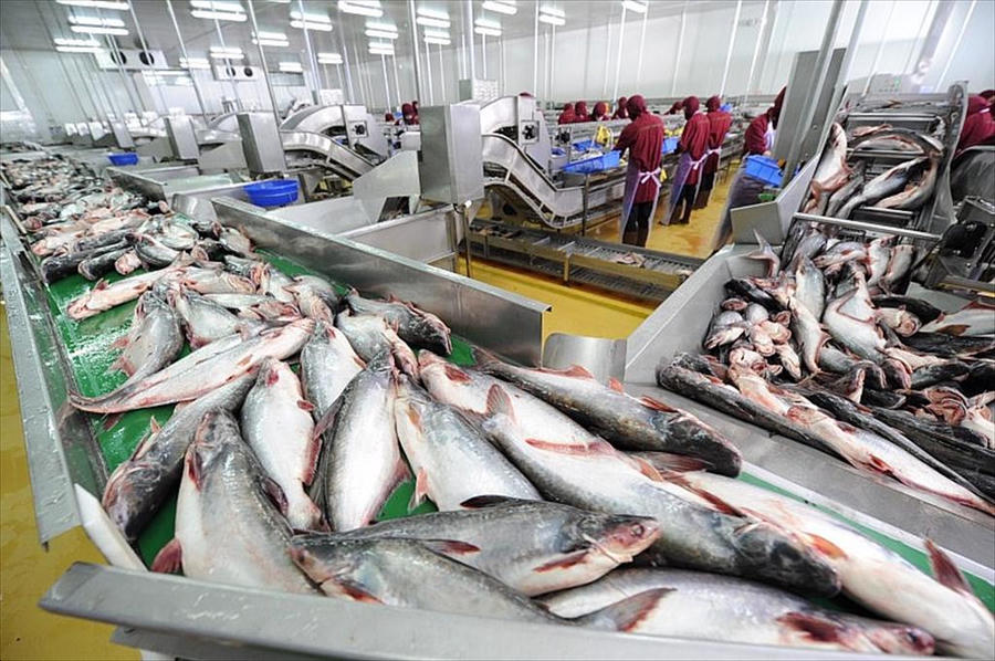 Kim ngạch xuất khẩu cá tra đạt 1,5 tỷ USD sau 8 tháng. Ảnh: VASEP