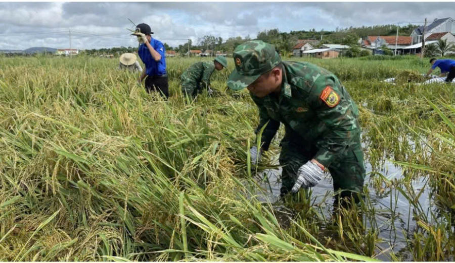 Cán bộ, chiến sĩ Đồn Biên phòng Hòa Hiệp Nam cùng các lực lượng hỗ trợ người dân thu hoạch lúa. 