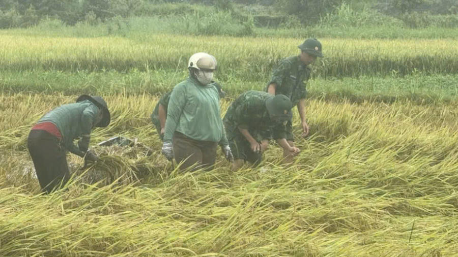 Cán bộ, chiến sĩ Đồn Biên phòng Hòa Hiệp Nam cùng với các lực lượng hỗ trợ người dân thu hoạch lúa. Ảnh: N. L