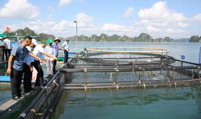 Mô hình nuôi cá song (cá mú trân châu) bằng lồng HDPE theo quy trình VietGAP tại HTX nuôi trồng và dịch vụ Thủy sản Thắng Lợi, đặc khu Vân Đồn, Quảng Ninh. 
