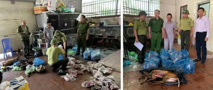 Các lực lượng tiến hành phân loại và kiểm đếm số động vật hoang dã để tạm giữ tang vật vi phạm. Các lực lượng tiến hành phân loại và kiểm đếm số động vật hoang dã để tạm giữ tang vật vi phạm.