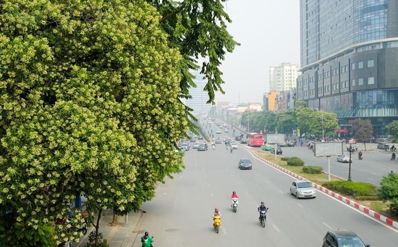 Hoa sữa nở phủ khắp các con đường ở Hà Nội. Hoa sữa nở phủ khắp các con đường ở Hà Nội.