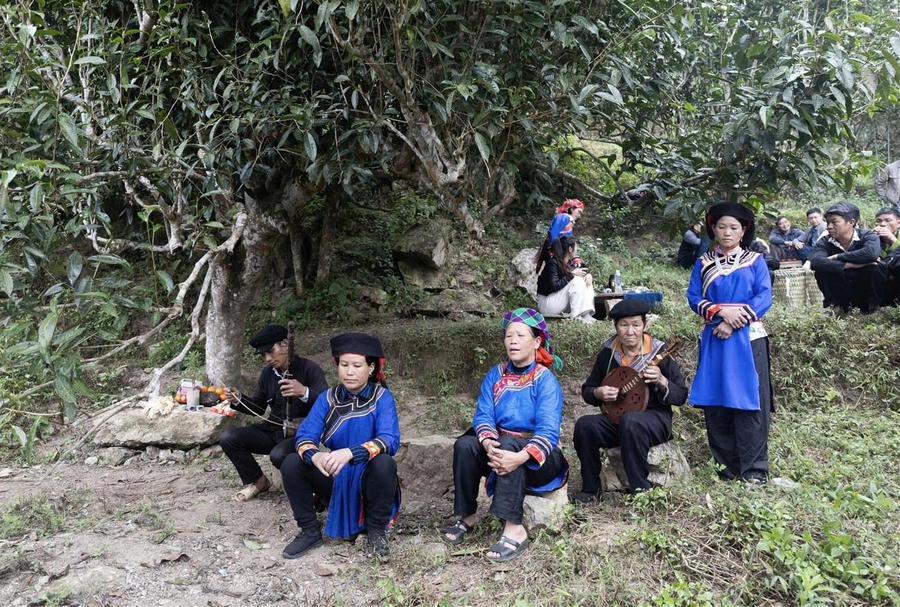 Nghệ nhân Vàng Chá Sèng đánh đàn Sèn Dư trong Lễ cúng tri ân cây trà cổ thụ Túng Sán, xã Tân Tiến, tỉnh Tuyên Quang