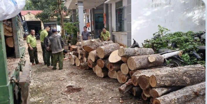 Lực lượng chức năng tiến hành kiểm đếm, đo đạc khối lượng gỗ và củi mà các đối tượng đã khai thác, vận chuyển đi tiêu thụ. Ảnh: Báo Gia Lai