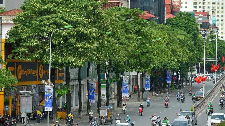 Hoa sữa là một trong những nét đặc trưng của mùa thu Hà Nội, góp phần tạo nên bản sắc đô thị thủ đô. Ảnh: T.H