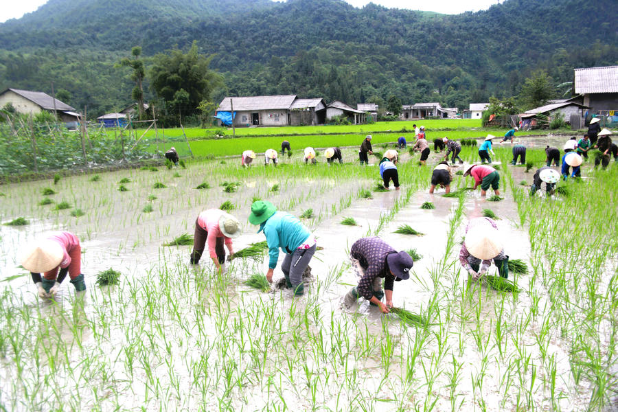 Phụ nữ biên cương Tùng Vài đoàn kết giúp đỡ hội viên có hoàn cảnh khó khăn trong sản xuất.
