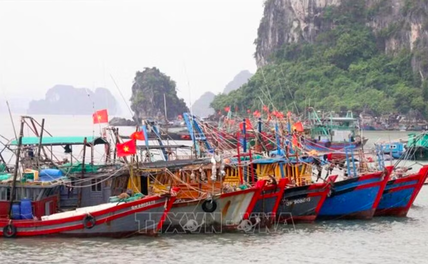 Tàu đánh cá neo đậu tại cảng ở Quảng Ninh. Ảnh tư liệu: TTXVN phát
